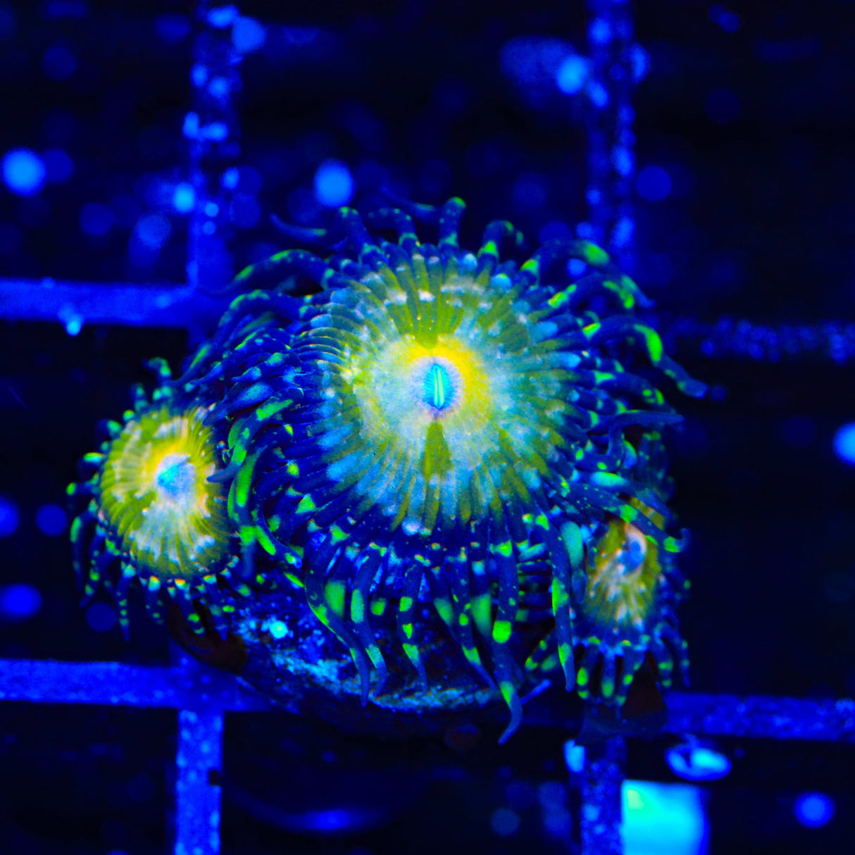 TSA Kaleidoscope Zoanthids Coral