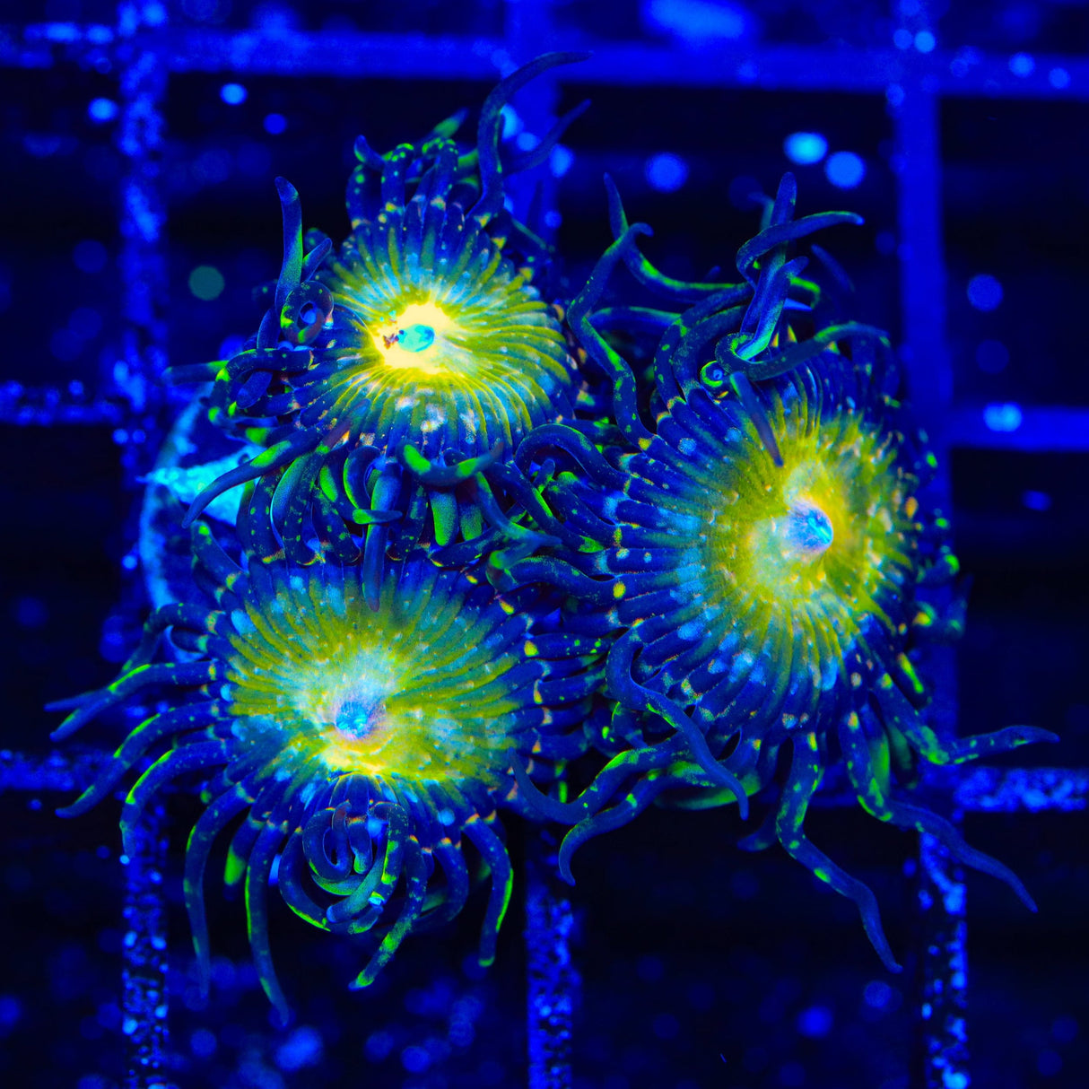 TSA Kaleidoscope Zoanthids Coral