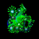 TSA Kermit Alveopora Coral