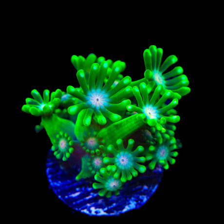 TSA Kermit Alveopora Coral