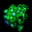 TSA Kermit Alveopora Coral