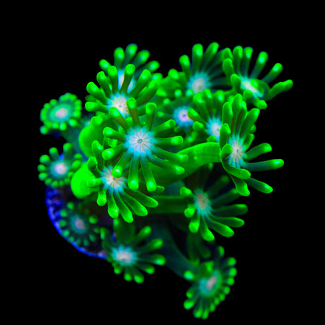 TSA Kermit Alveopora Coral