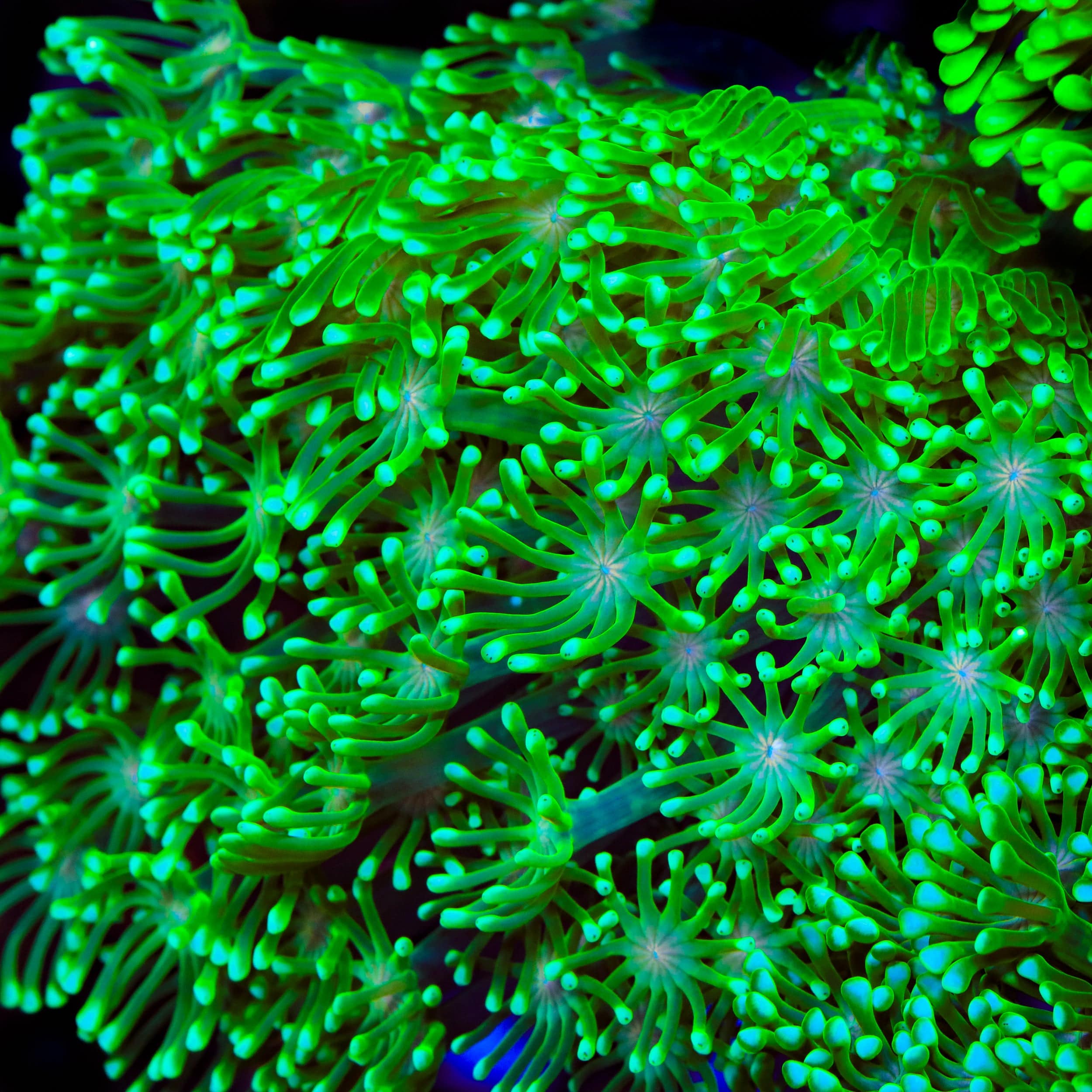 TSA Kermit Alveopora Coral – Top Shelf Aquatics