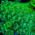 TSA Kermit Goniopora Coral