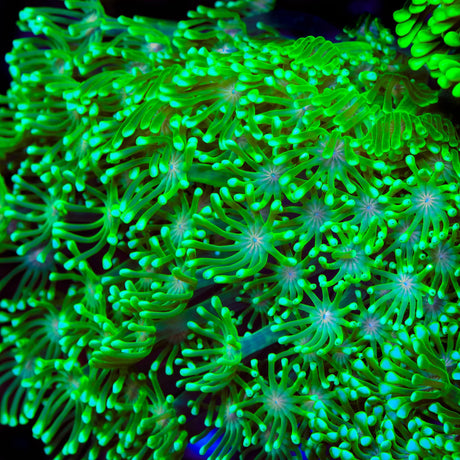 TSA Kermit Goniopora Coral
