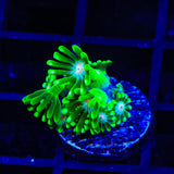 TSA Kermit Goniopora Coral