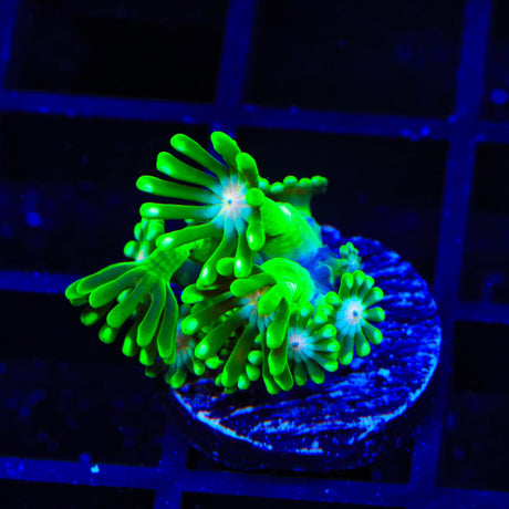 TSA Kermit Goniopora Coral