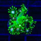 TSA Kermit Goniopora Coral