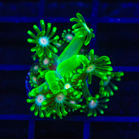 TSA Kermit Goniopora Coral