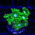 TSA Kermit Goniopora Coral