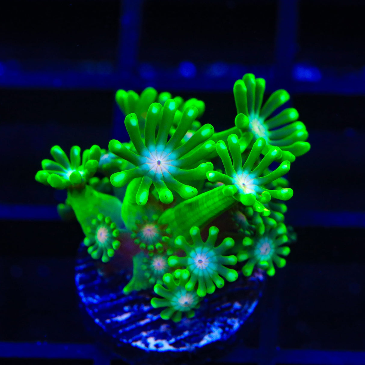 TSA Kermit Goniopora Coral