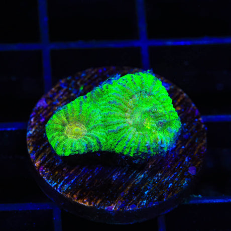 TSA Keylime Pie Favia Coral