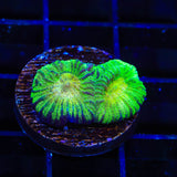 TSA Keylime Pie Favia Coral
