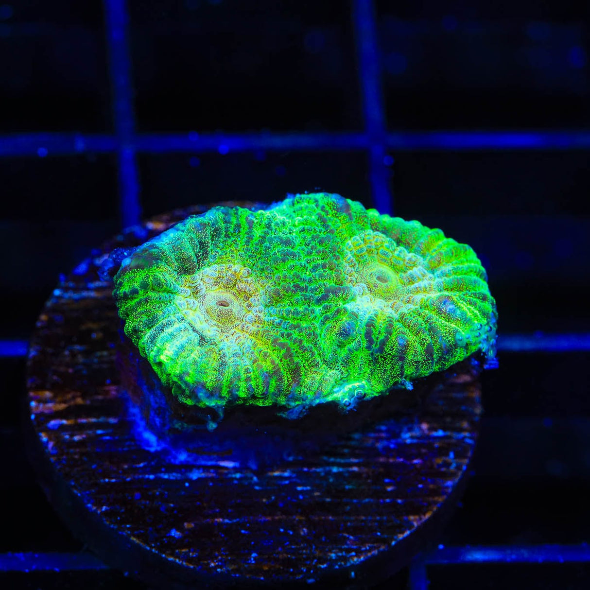 TSA Keylime Pie Favia Coral
