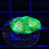 TSA Keylime Pie Favia Coral