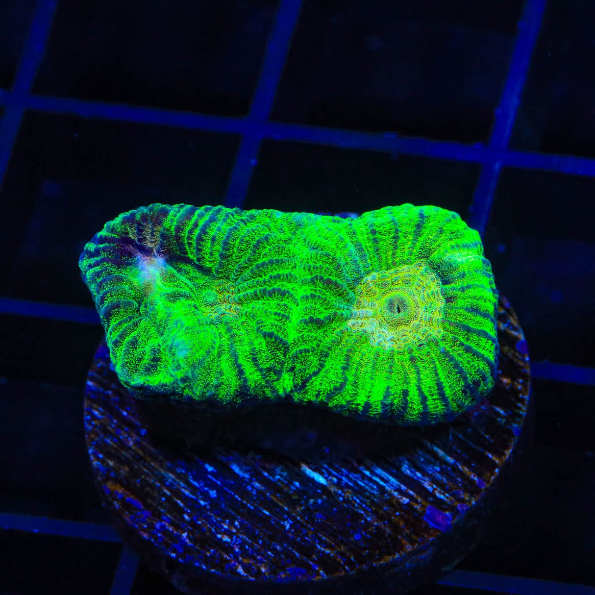 TSA Keylime Pie Favia Coral