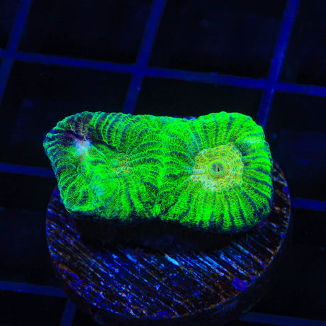 TSA Keylime Pie Favia Coral