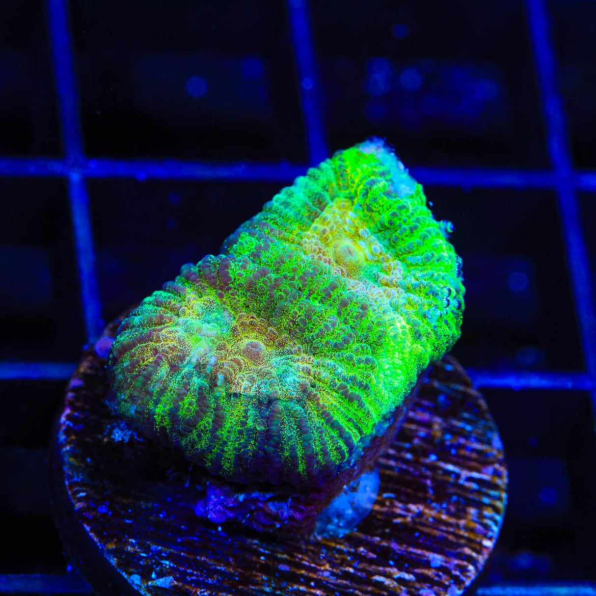 TSA Keylime Pie Favia Coral