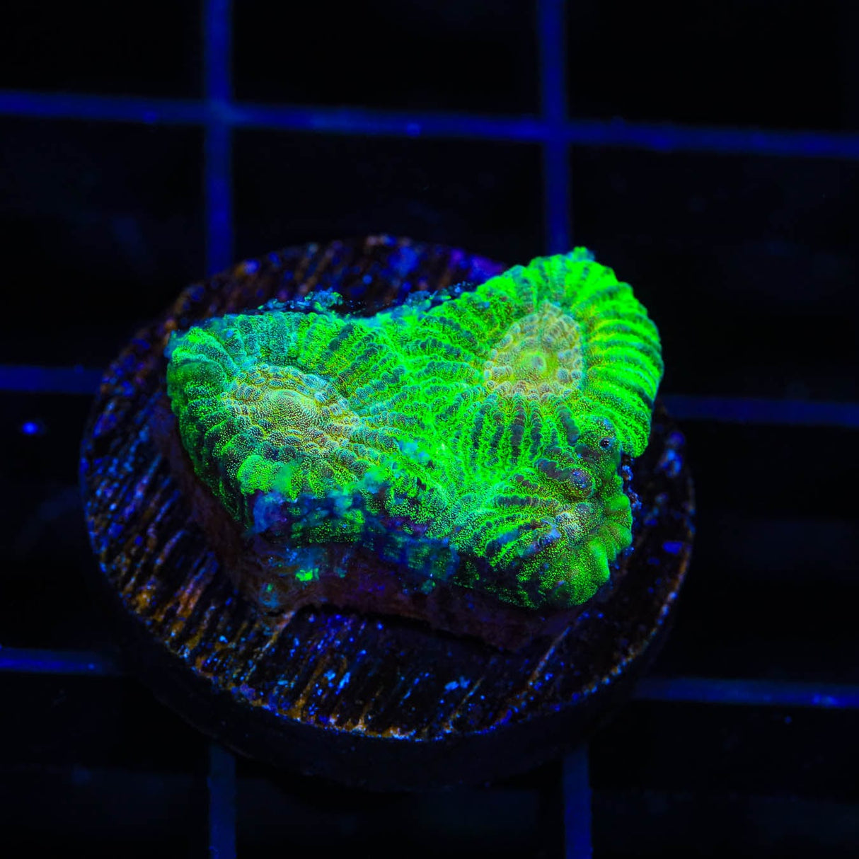 TSA Keylime Pie Favia Coral