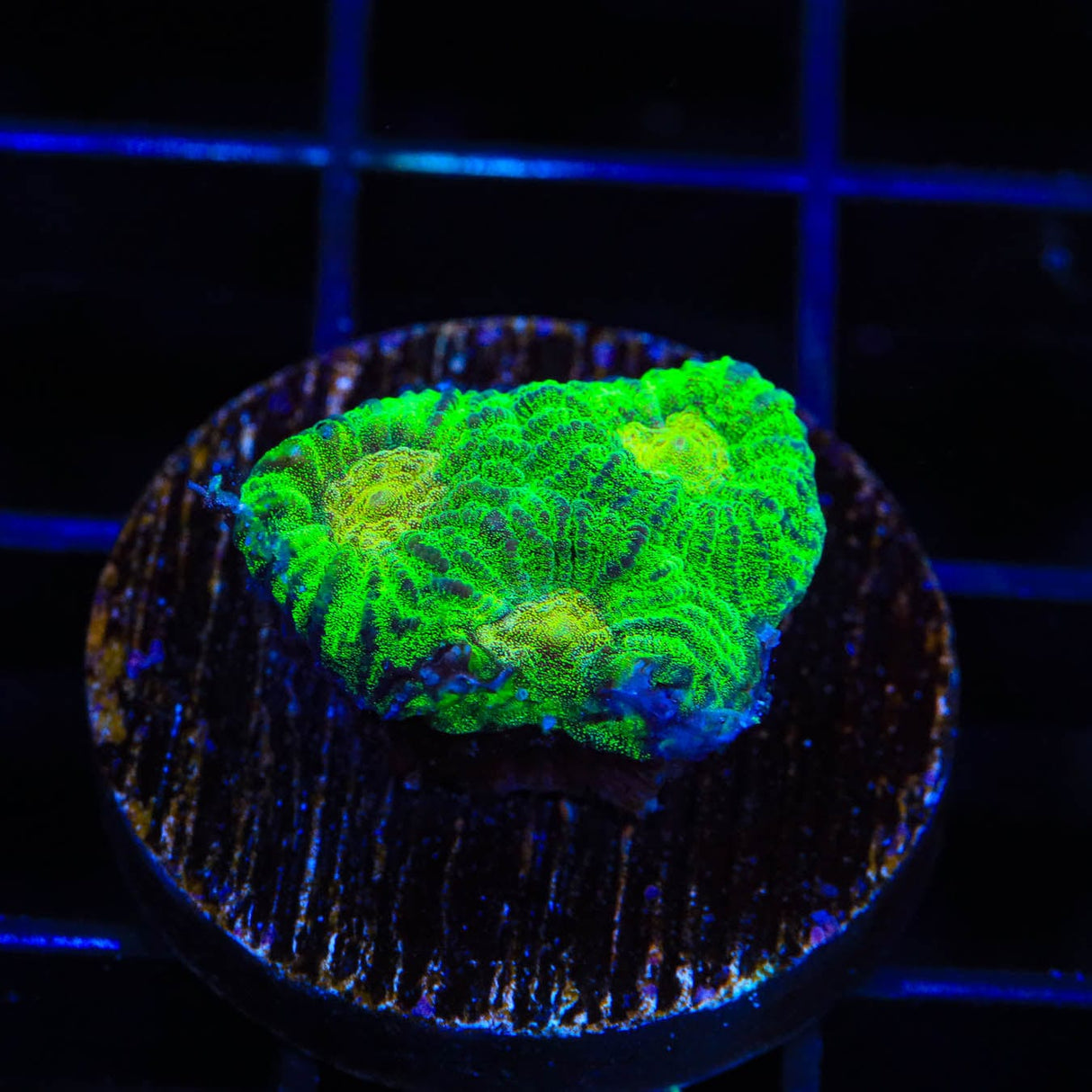 TSA Keylime Pie Favia Coral