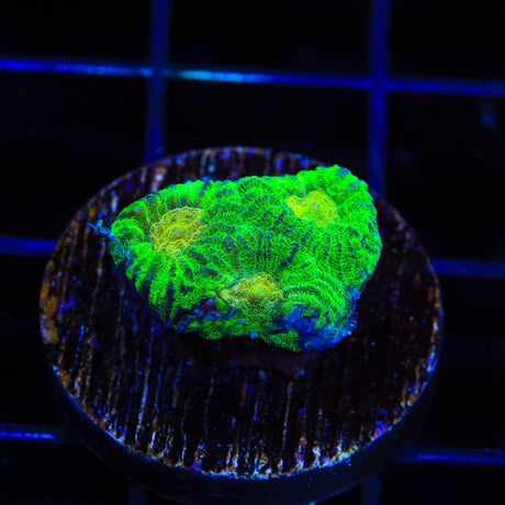TSA Keylime Pie Favia Coral