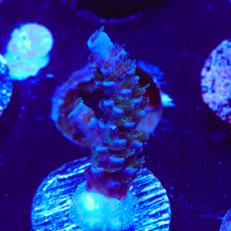 TSA King Curacao Acropora Coral
