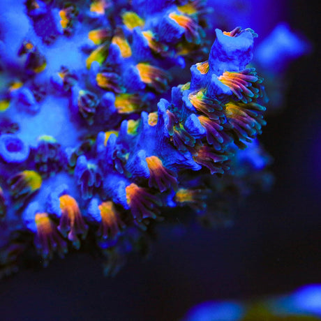 TSA King Curacao Tenuis Acropora Coral