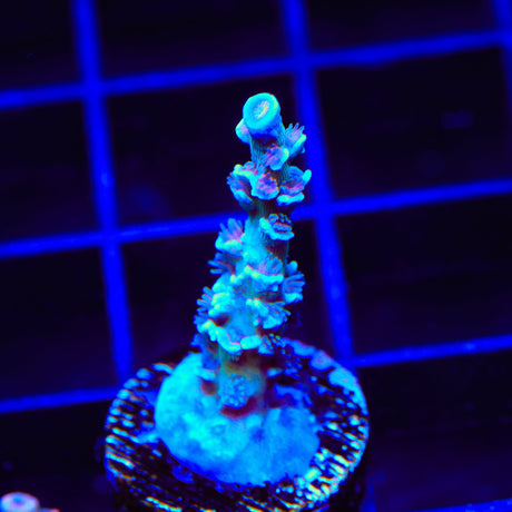 TSA King Curacao Tenuis Acropora Coral