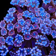 TSA Kirby Alveopora Coral
