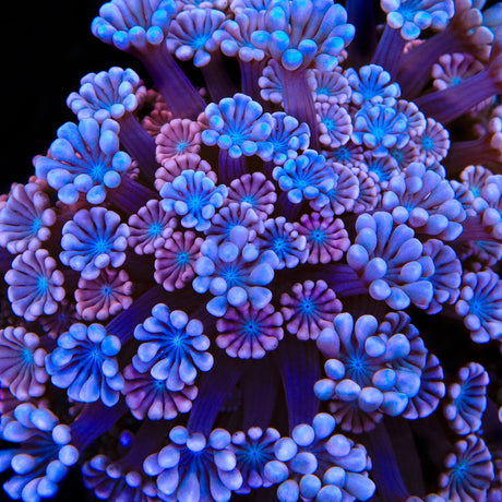 TSA Kirby Alveopora Coral