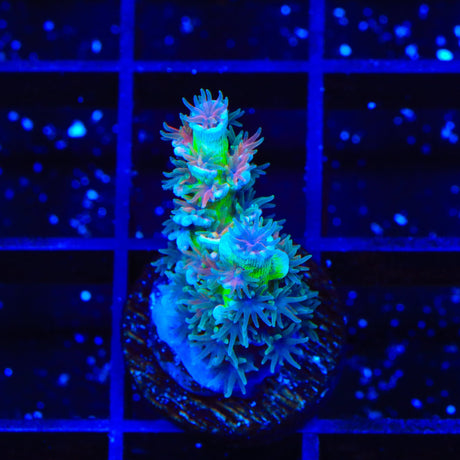 TSA Kiss of Death Acropora Coral