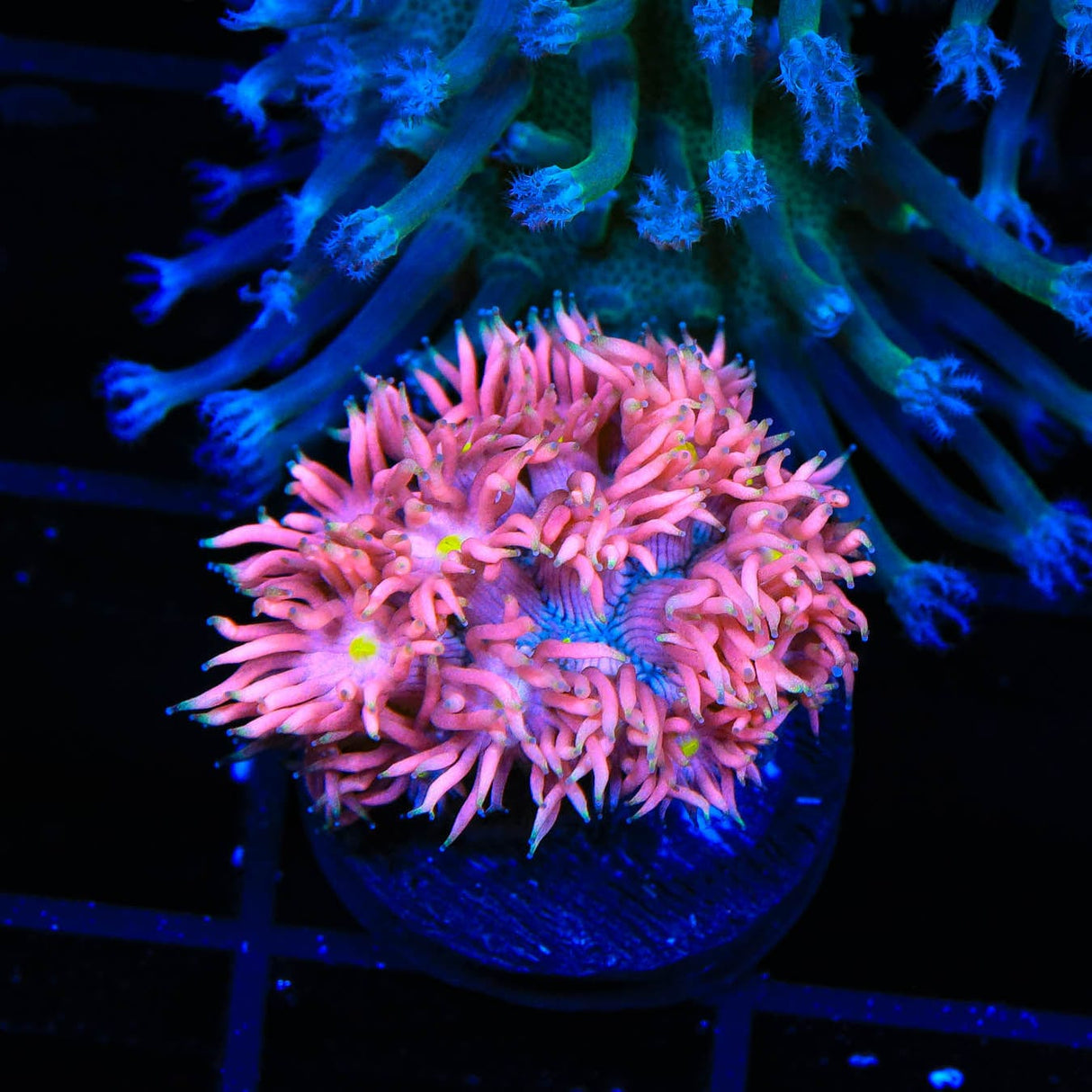 TSA Kiss of Death Goniopora Coral