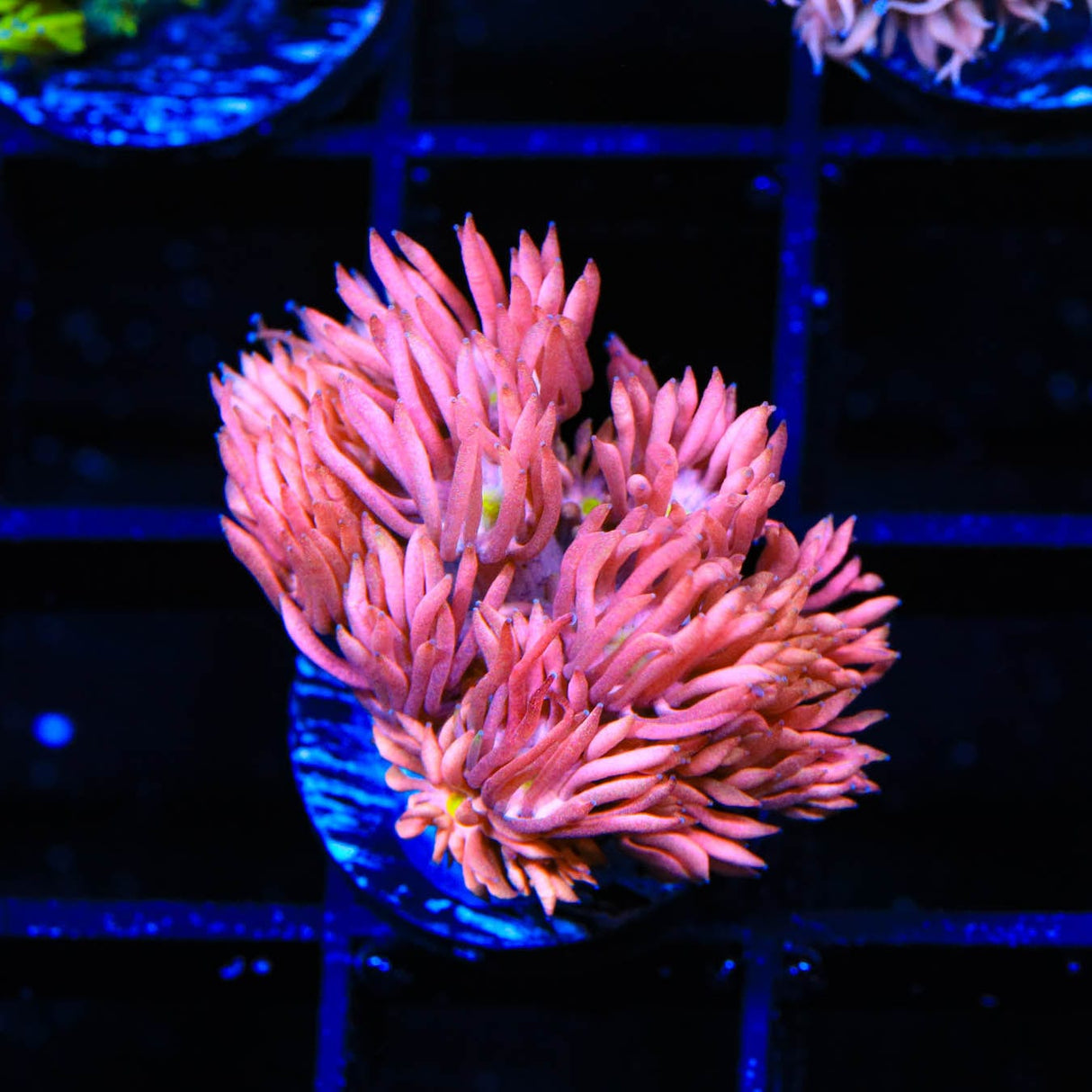 TSA Kiss of Death Goniopora Coral