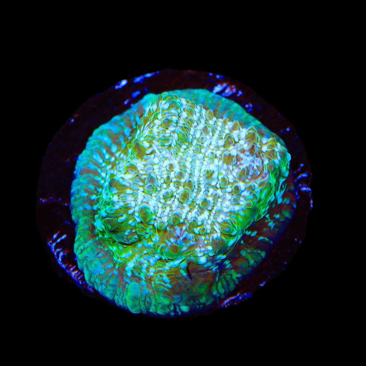 TSA Kriss Kross Chalice Coral