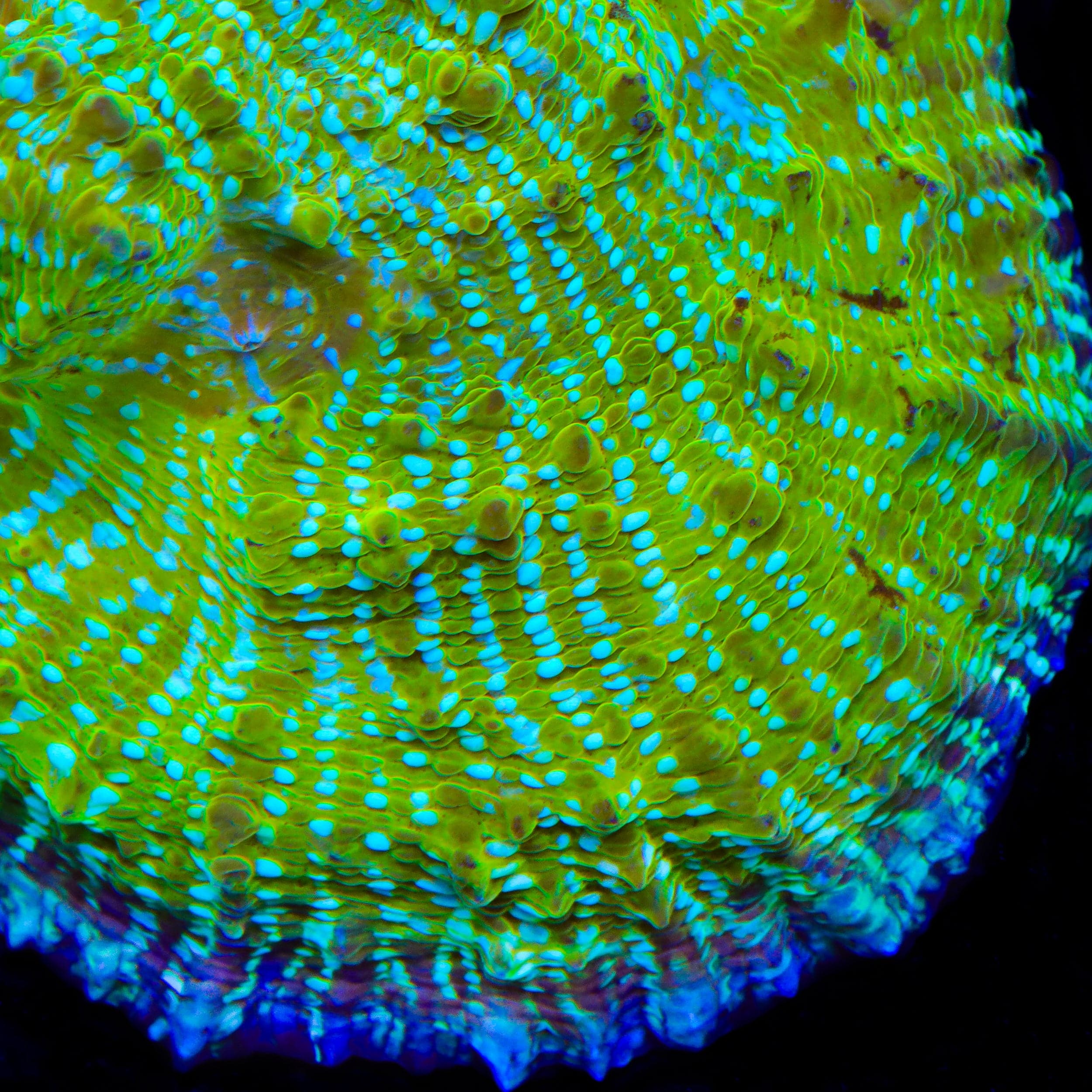 TSA Kriss Kross Chalice Coral