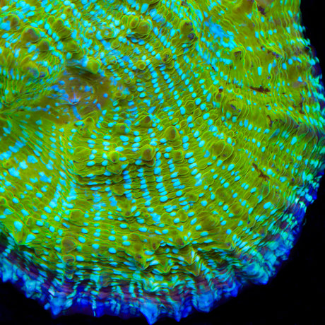 TSA Kriss Kross Chalice Coral