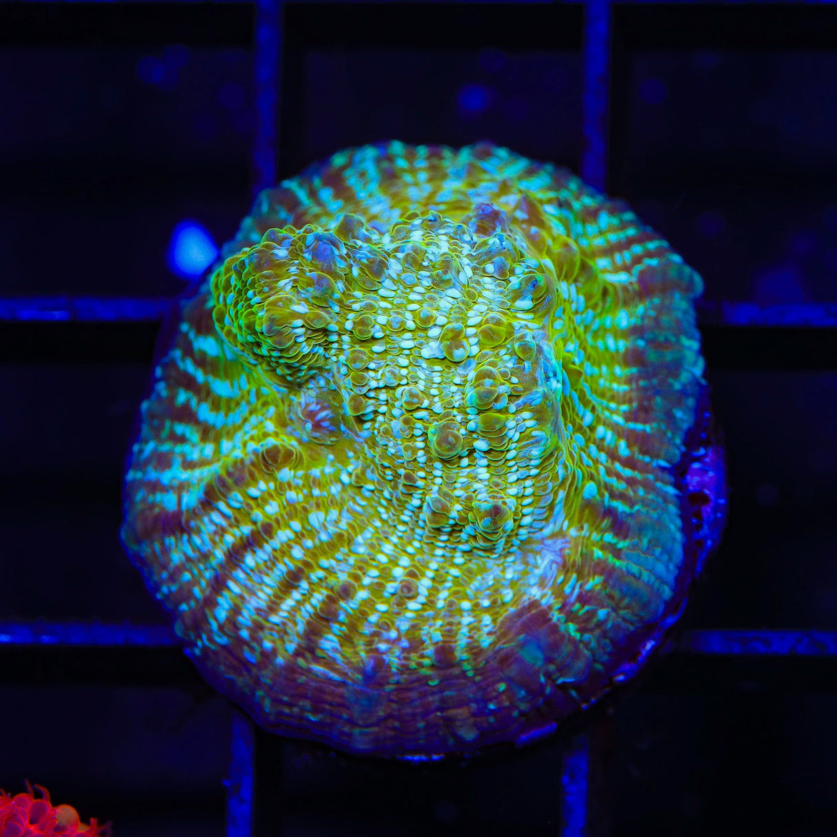 TSA Kriss Kross Chalice Coral