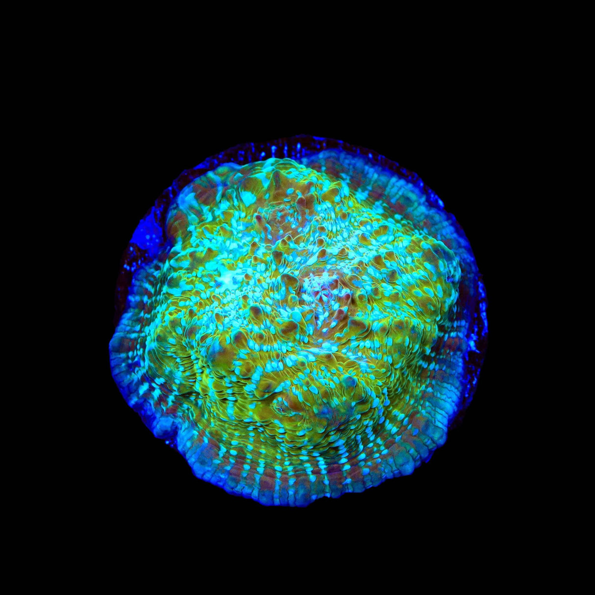 TSA Kriss Kross Chalice Coral