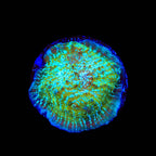 TSA Kriss Kross Chalice Coral