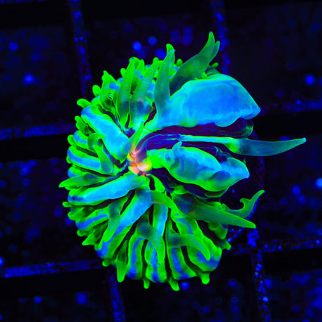 TSA Krypton Aquacultured Plate Coral
