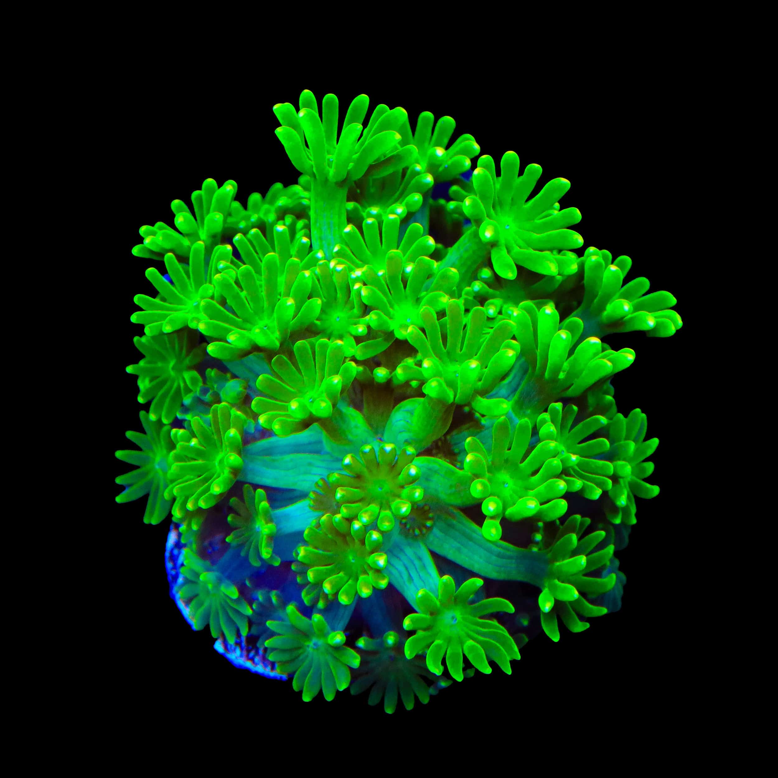 TSA Kryptonite Alveopora Coral – Top Shelf Aquatics