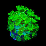 TSA Kryptonite Alveopora Coral