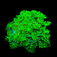TSA Kryptonite Alveopora Coral