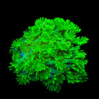 TSA Kryptonite Alveopora Coral
