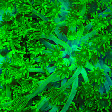TSA Kryptonite Alveopora Coral