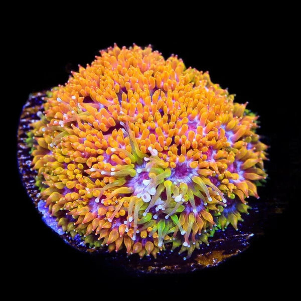 コポー　サクラ　ガーベラ　タンポポ　ネモフィラ TSA Laffy Taffy Goniopora Coral – Top Shelf Aquatics