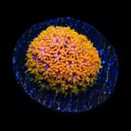 TSA Laffy Taffy Goniopora Coral