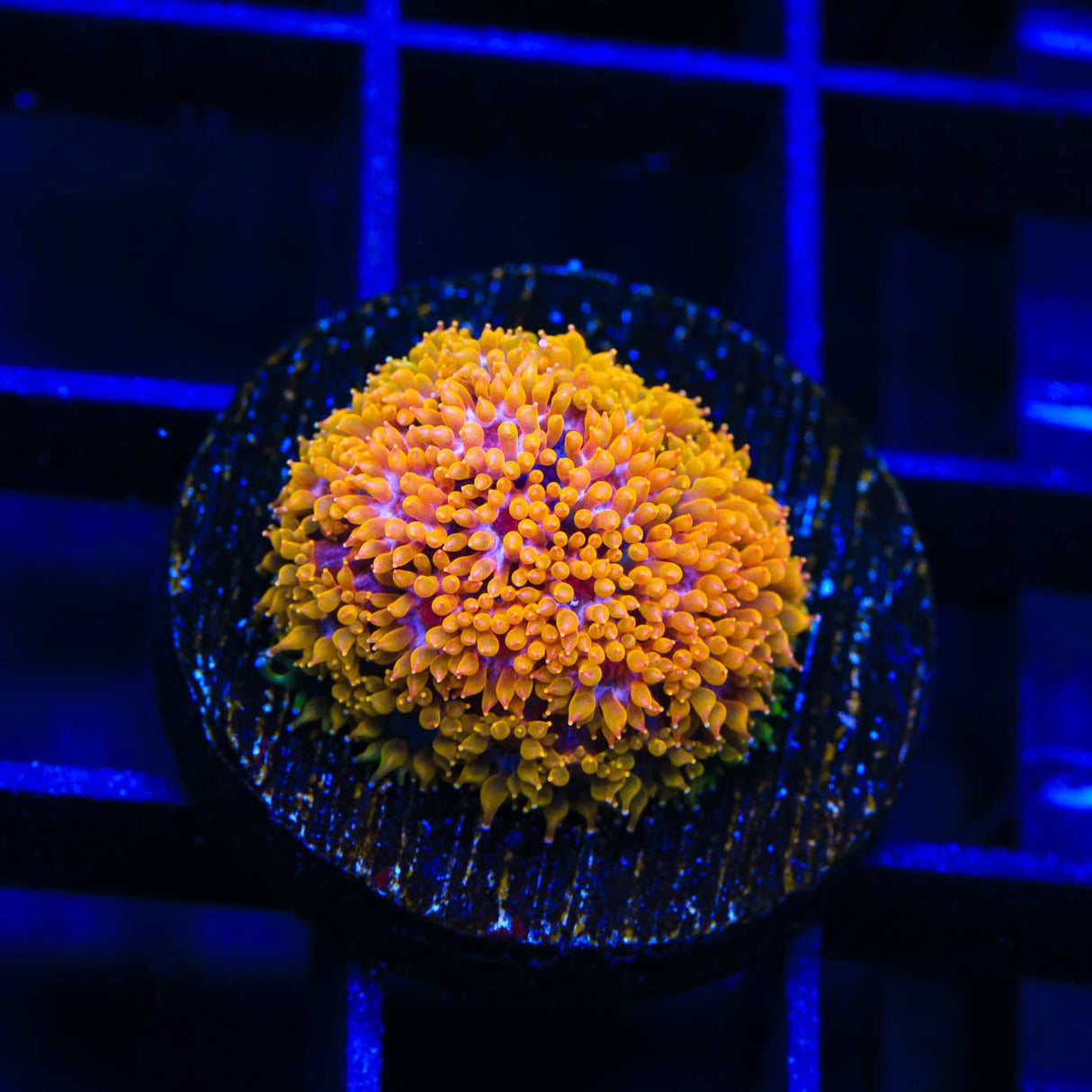 TSA Laffy Taffy Goniopora Coral