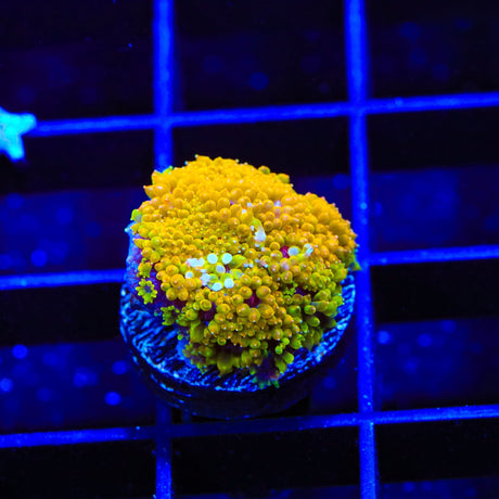 TSA Laffy Taffy Goniopora Coral
