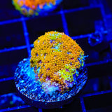TSA Laffy Taffy Goniopora Coral